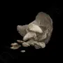 《艾尔登法环》人骨碎片获取方法攻略