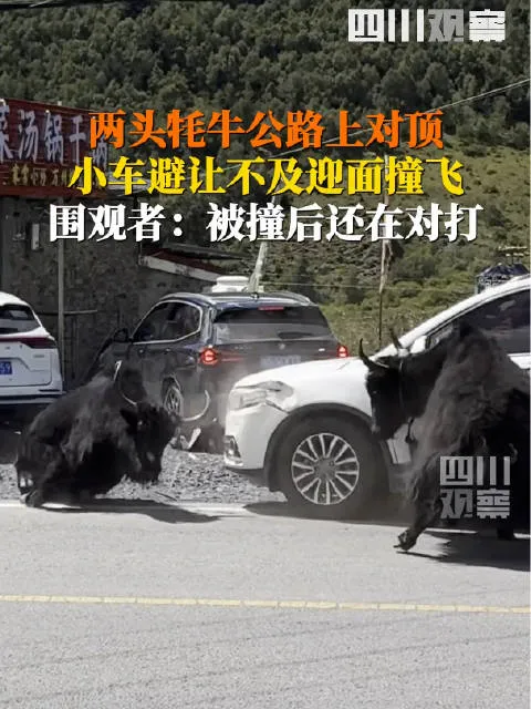 牦牛公路上打架被汽车撞飞